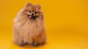 Виды корма Грандорф для собак